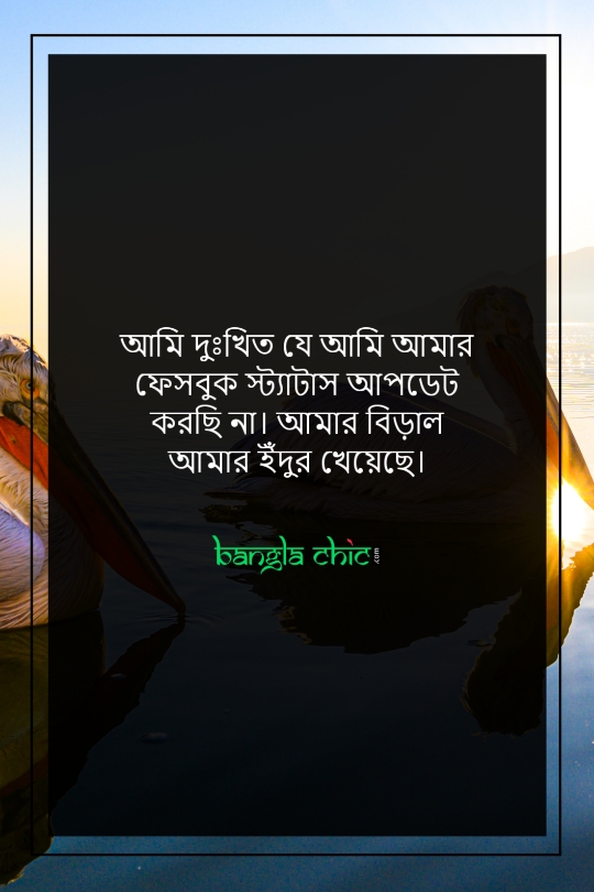 facebook pic status bangla