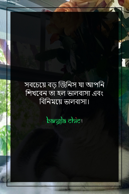 romantic bangla status pic